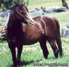 австралийский пони, породы лошадей, фото, фотография