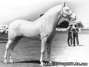 американский альбинос, породы лошадей, фото, фотография