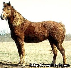 американский кучерявый башкир, породы лошадей, фото, фотография