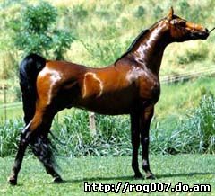 арабская лошадь, арабская чистокровная лошадь, фото, фотография