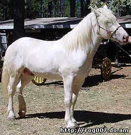 американская упряжная лошадь, кремовая лошадь, фото, фотография