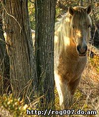 чинкотег, породы лошадей, фото, фотография с http://farm3.static.flickr.com