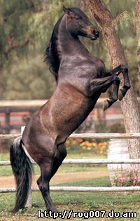 андалузская лошадь, андалузская порода лошадей, фотография взята с http://info.irk.ru/horse/
