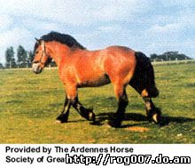 арденнская лошадь, арденнская порода лошадей, арденн, фото