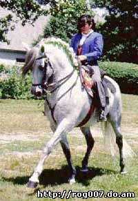 андалузская лошадь, андалузская порода лошадей, фото, фотография