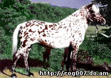 алтайская лошадь, алтайская порода лошадей, фото, фотография