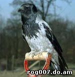 Corvus cornix Linnaeus