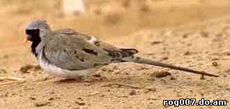 капская горлица, масковая горлица (Oena capensis), фото, фотография