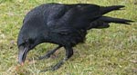 Carrion Crow 