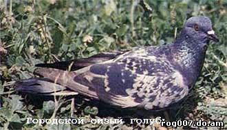 сизый голубь, дикий сизый голубь, сизарь (Columba livia), фото фотография, голуби птицы