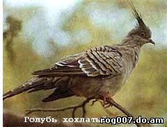 хохлатый голубь, хохлатый бронзовокрылый голубь (Ocyphaps lophotes), фото, фотография