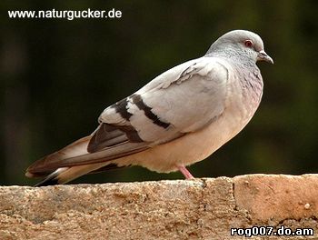 Скалистый голубь (Columba rupestris) голубь скалистый, фото фотография, голуби птицы