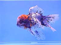 золотая рыбка (Carassius auratus), фото, фотография