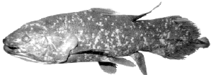 латимерия (Latimeria chalumnae), фото, фотография