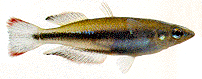 бедоция мадагаскарская, бедоция краснохвостая (Bedotia geayi), фото, фотография