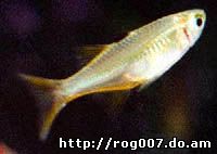 рыба-солнечный луч, тельматерина Ладигеза, солнечный лучик (Telmatherina ladigesi), фото, фотография
