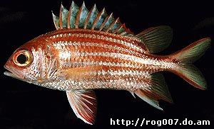 красно-коричневая рыба-белка (Sargocentron rubrum), фото, фотография