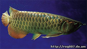 арована аравана рыба, фото, фотография