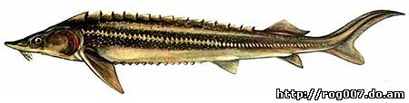 Стерлядь (Acipenser ruthenus), рисунок картинка с http://www.fishing.kiev.ua/riby/sab/st01_01.jpg