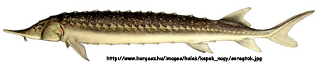 Севрюга (Acipenser stellatus), рисунок картинка с http://www.horgasz.hu/images/halak/kepek_nagy/soregtok.jpg