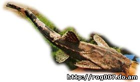 буноцефал Кнера, сом-коряга, сомик банджо (Bunocephalus knerii, Bunocephalus kneri), фото, фотография