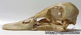череп свиязи (Anas penelope), фото, фотография с http://biopix.dk/