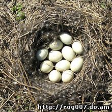 гнездо утки-кряквы (Anas platyrhynchos), фото, фотография с http://upload.wikimedia.org/