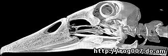 череп кряквы (Anas platyrhynchos), фото, фотография