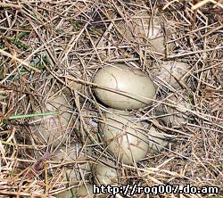 гнездо морской чернети, чернь, плесовка, белобок (Aythya marila), фото, фотография с http://farm4.static.flickr.com