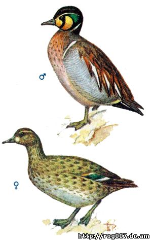 Клоктун, чирок-клоктун (Anas formosa), рисунок картинка изображение, птицы утки