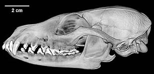 череп серой лисицы, древесной лисицы (Urocyon cinereoargenteus), фото, фотография