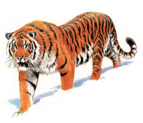 амурский тигр (Panthera tigris altaica), фото, фотография