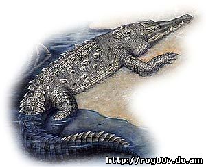 американский крокодил, остроносый крокодил, центрально-американский аллигатор, крокодил Рио-де-Жанейро (Crocodylus acutus), фото, фотография