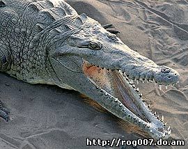 американский крокодил, остроносый крокодил (Crocodylus acutus), фото, фотография