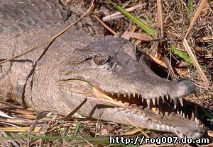 острорылый (остроносый) крокодил, центрально-американский аллигатор (Crocodylus acutus), фото, фотография