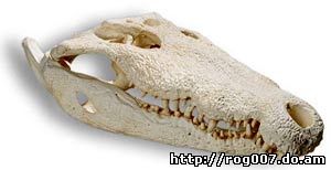 череп американского крокодила, острорылого крокодила (Crocodylus acutus), фото, фотография