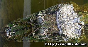 голова черного каймана (Melanosuchus niger), фото, фотография