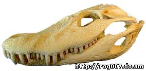 череп черного каймана (Melanosuchus niger), фото, фотография