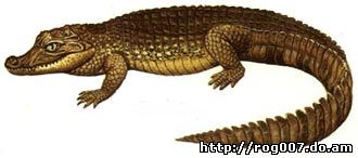 крокодиловый кайман, очковый кайман (Caiman crocodiles),фото, фотография