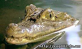 крокодиловый кайман, очковый кайман (Caiman crocodilus),фото, фотография