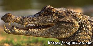 крокодиловый кайман (Caiman crocodiles),фото, фотография