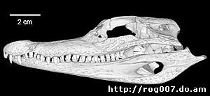 череп крокодилового каймана, очкового каймана (Caiman crocodiles),фото, фотография