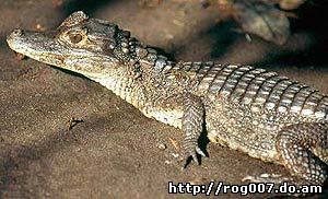 крокодиловый, или очковый кайман (Caiman crocodilus),фото, фотография