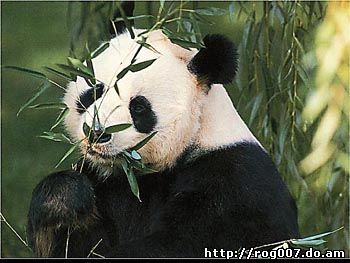 панда, малая панда (Ailurus fulgens), фото, фотография