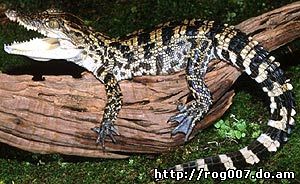 сиамский крокодил, крокодил сиамский (Crocodylus siamensis), фото, фотография