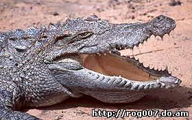 сиамский пресноводный крокодил, крокодил сиамский пресноводный (Crocodylus siamensis), фото, фотография