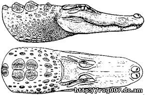 голова сиамского крокодила (Crocodylus siamensis), фото, фотография
