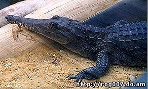крокодил Джонстона, пресноводный крокодил (Crocodylus johnstoni), фото, фотография