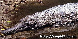 речной крокодил Джонстона, узкорылый крокодил (Crocodylus johnstoni), фото, фотография