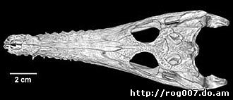 череп австралийского узкорылого крокодила (Crocodylus johnstoni), фото, фотография